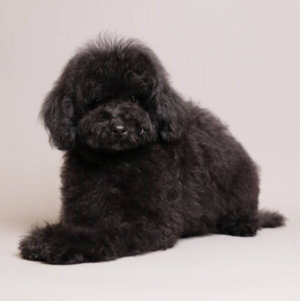 Benji photo