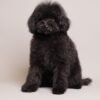 Benji photo