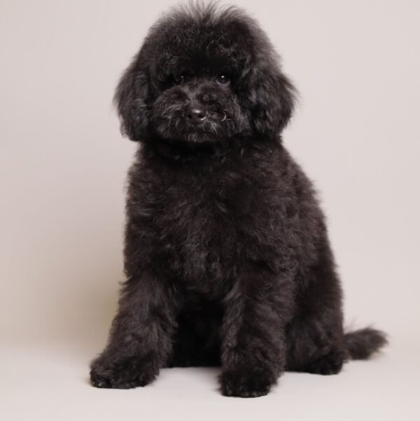 Benji photo