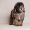 Ollie — merle toy poodle photo