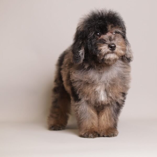 Ollie — merle toy poodle photo