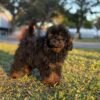 Mateo photo