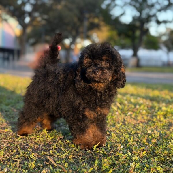 Mateo photo