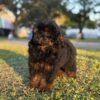 Mateo photo