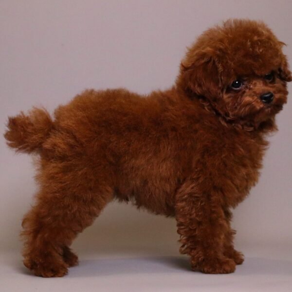 Tomacino — cherry-red toy poodle photo