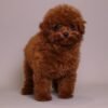 Tomacino — cherry-red toy poodle photo