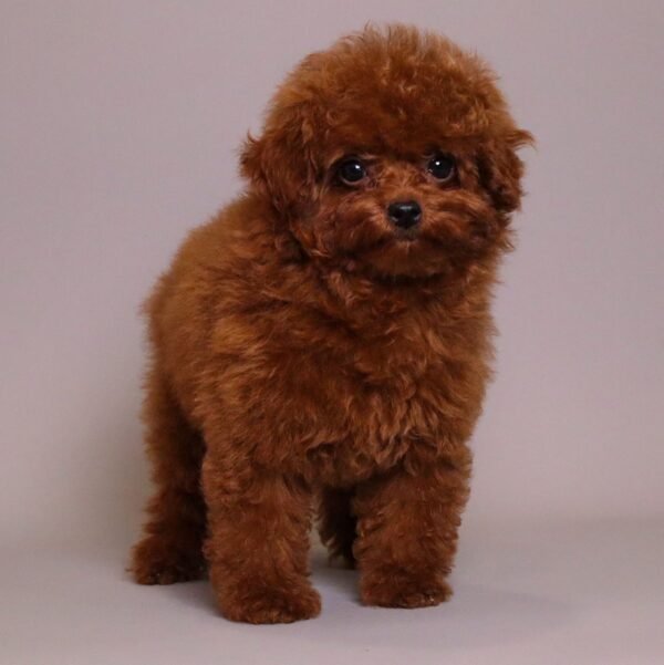 Tomacino — cherry-red toy poodle photo