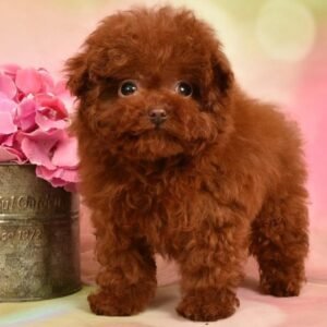 Lilly — ultra tiny teacup cherry-red toy poodle photo