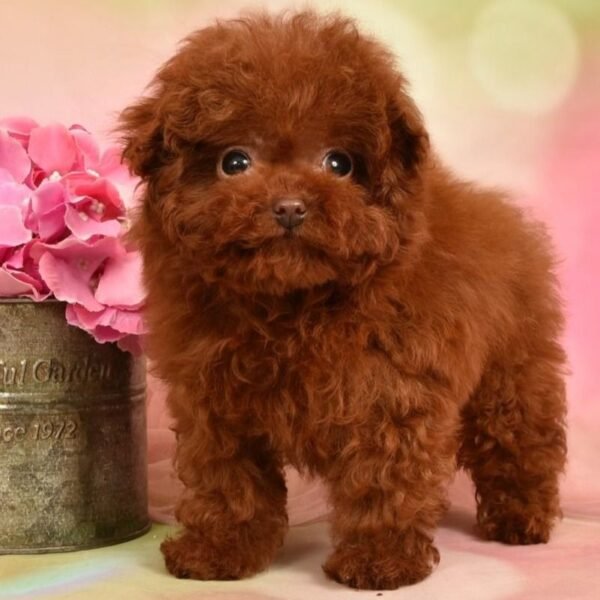 Lilly — ultra tiny teacup cherry-red toy poodle photo Lilly — ultra tiny teacup cherry-red toy poodle photo