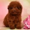 Lilly — ultra tiny teacup cherry-red toy poodle photo Lilly — ultra tiny teacup cherry-red toy poodle photo