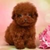 Lilly — ultra tiny teacup cherry-red toy poodle photo Lilly — ultra tiny teacup cherry-red toy poodle photo