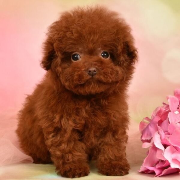 Lilly — ultra tiny teacup cherry-red toy poodle photo Lilly — ultra tiny teacup cherry-red toy poodle photo