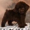 Bentley — toy poodle (boy) photo Bentley — toy poodle (boy) photo