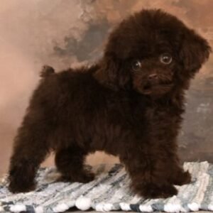 Bentley — toy poodle (boy) photo