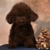 Bentley — toy poodle (boy) photo Bentley — toy poodle (boy) photo