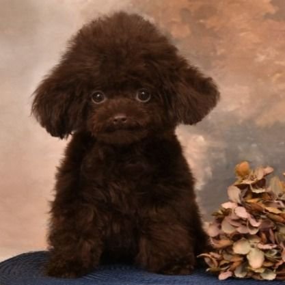 Bentley — toy poodle (boy) photo Bentley — toy poodle (boy) photo