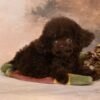 Bentley — toy poodle (boy) photo Bentley — toy poodle (boy) photo