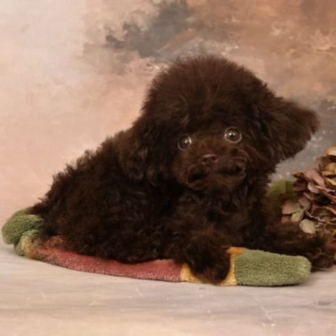 Bentley — toy poodle (boy) photo Bentley — toy poodle (boy) photo