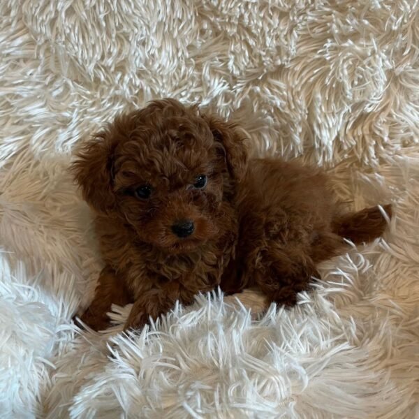Tiny Tote — dark red toy puppy photo
