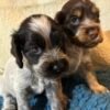 Cocker Spaniel puppies photo