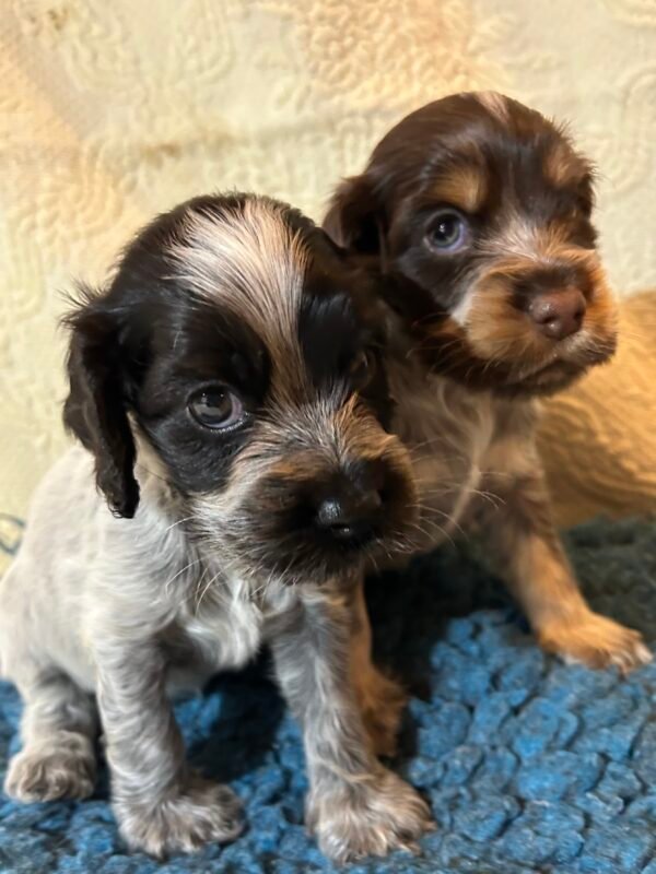 Cocker Spaniel puppies photo