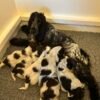 Cocker Spaniel puppies photo