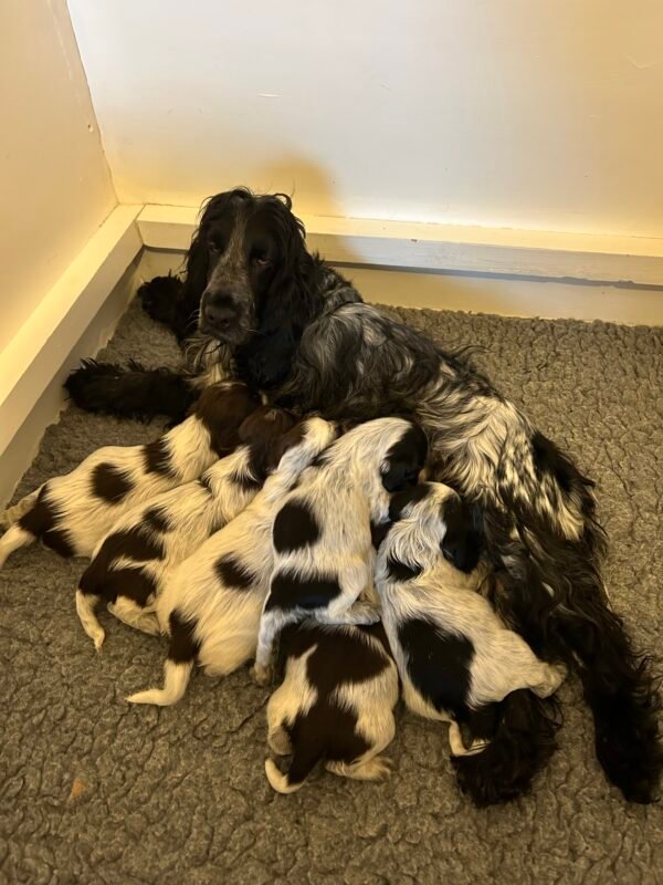 Cocker Spaniel puppies photo