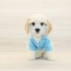 Bingh — Toy Cavachon Puppy photo Bingh — Toy Cavachon Puppy photo