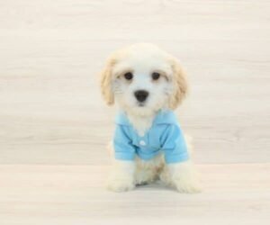Bingh — Toy Cavachon Puppy photo