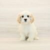 Bingh — Toy Cavachon Puppy photo Bingh — Toy Cavachon Puppy photo