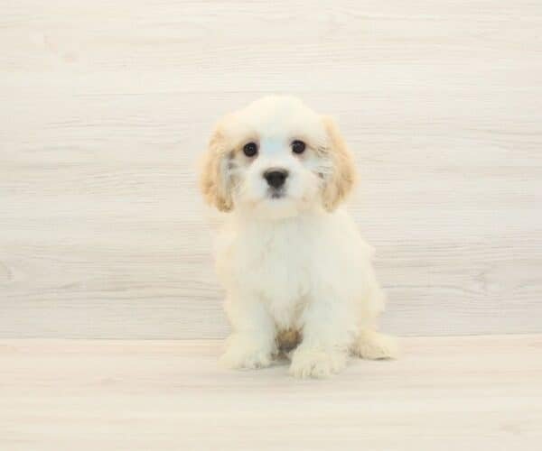 Bingh — Toy Cavachon Puppy photo Bingh — Toy Cavachon Puppy photo