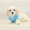 Bingh — Toy Cavachon Puppy photo Bingh — Toy Cavachon Puppy photo