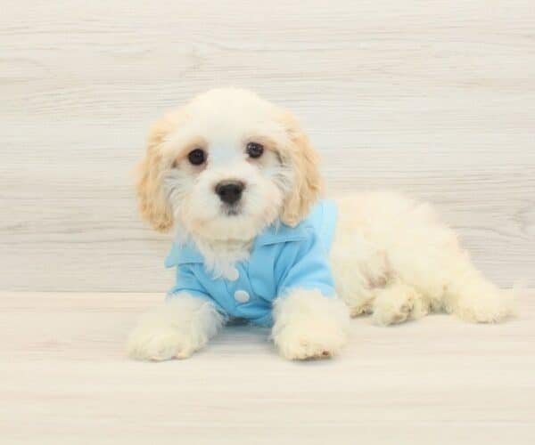 Bingh — Toy Cavachon Puppy photo Bingh — Toy Cavachon Puppy photo