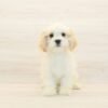 Bingh — Toy Cavachon Puppy photo Bingh — Toy Cavachon Puppy photo