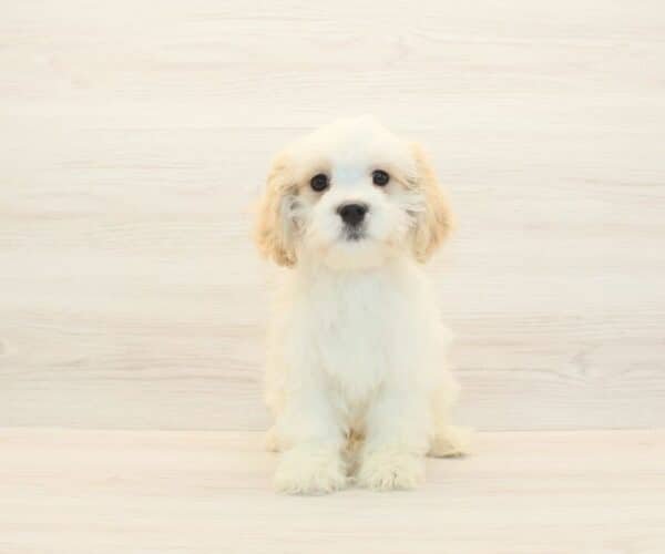 Bingh — Toy Cavachon Puppy photo Bingh — Toy Cavachon Puppy photo