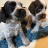 Cocker Spaniel puppies photo