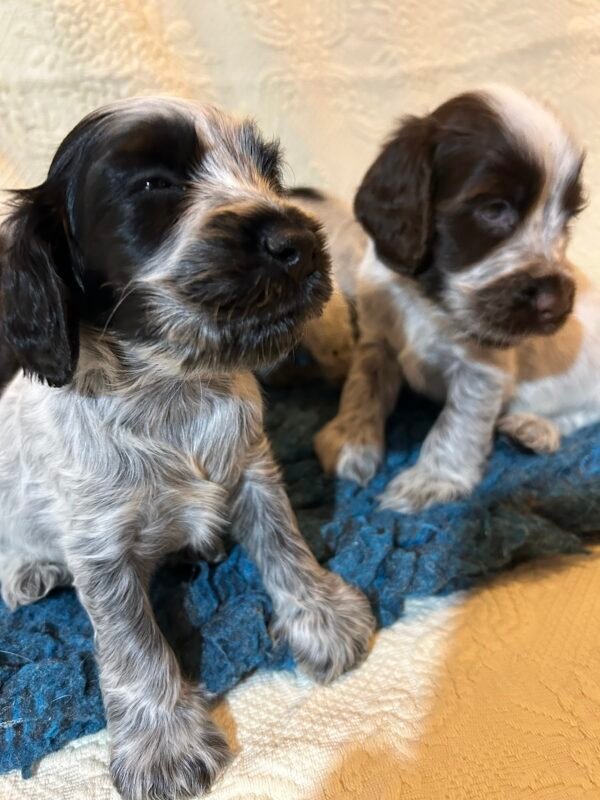 Cocker Spaniel puppies photo