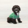 Da Vinci — Toy Poodle Puppy photo