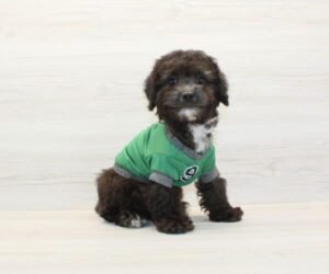 Da Vinci — Toy Poodle Puppy photo