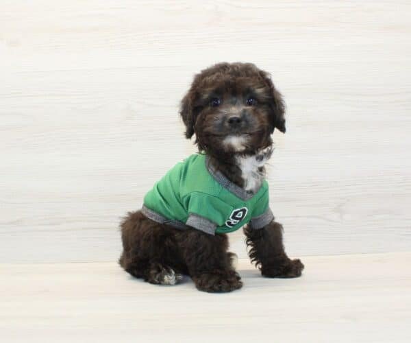 Da Vinci — Toy Poodle Puppy photo