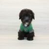 Da Vinci — Toy Poodle Puppy photo