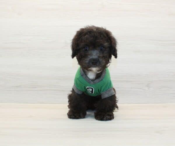 Da Vinci — Toy Poodle Puppy photo