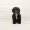 Da Vinci — Toy Poodle Puppy photo