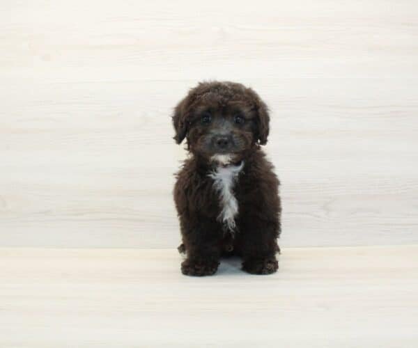 Da Vinci — Toy Poodle Puppy photo