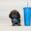 Dogman — Miniature Dachshund Puppy photo Dogman — Miniature Dachshund Puppy photo