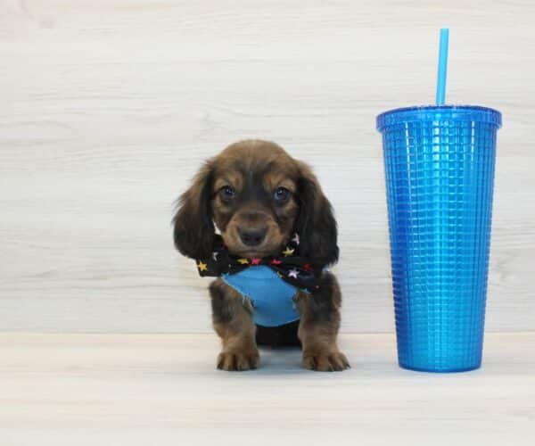 Dogman — Miniature Dachshund Puppy photo Dogman — Miniature Dachshund Puppy photo