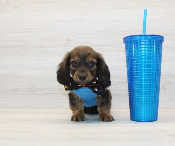 Dogman — Miniature Dachshund Puppy photo Dogman — Miniature Dachshund Puppy photo