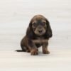 Dogman — Miniature Dachshund Puppy photo Dogman — Miniature Dachshund Puppy photo