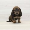 Dogman — Miniature Dachshund Puppy photo Dogman — Miniature Dachshund Puppy photo