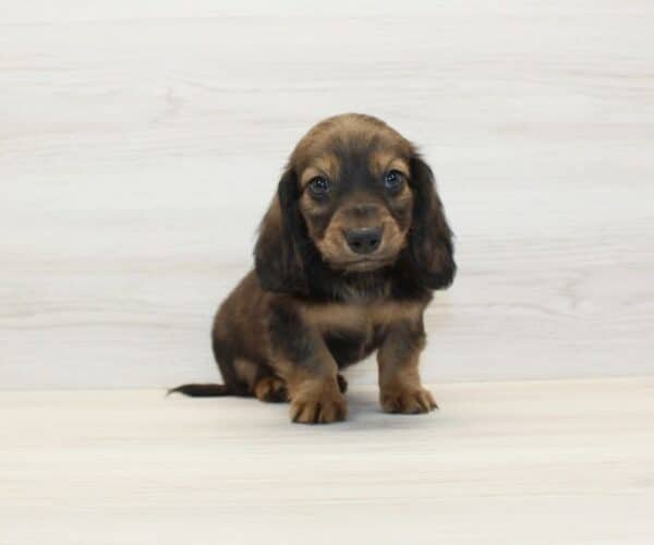 Dogman — Miniature Dachshund Puppy photo Dogman — Miniature Dachshund Puppy photo